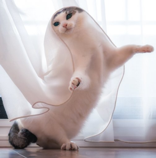 レースカーテンを被った猫の全身アップ