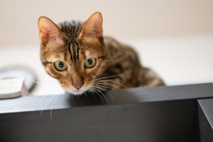 見下ろす猫