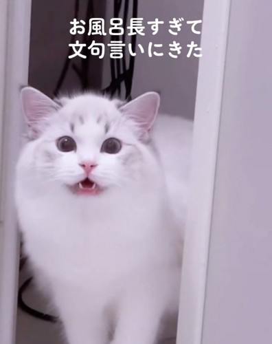 飼い主さんに喋るSolちゃん