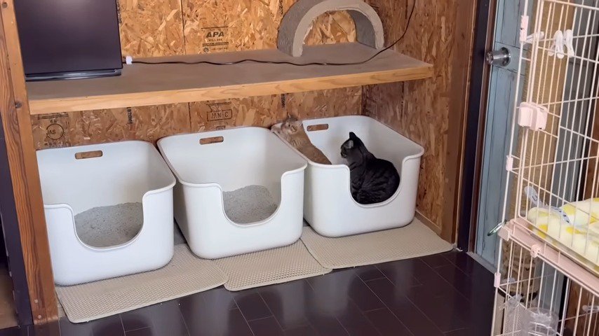 トイレの中二匹の猫