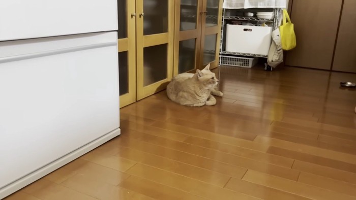 床でくつろぎ中