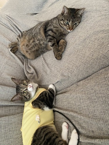 2匹の猫