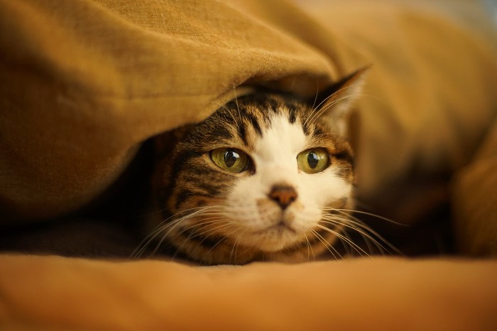 布団にくるまる猫