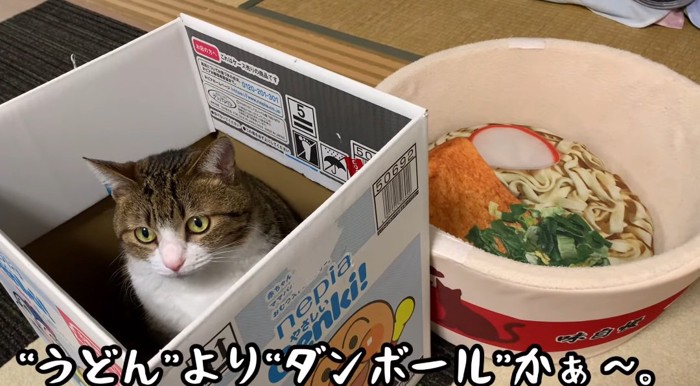 段ボールの中の猫