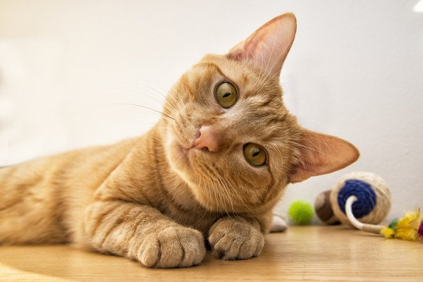 餌を食べる子猫