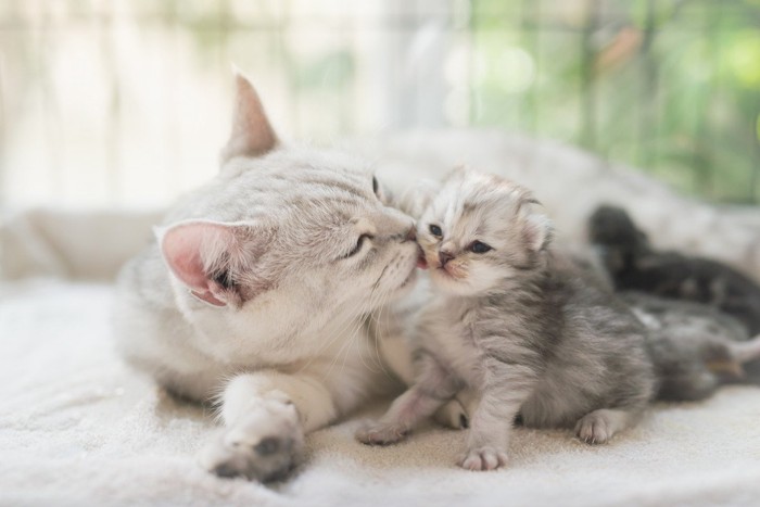 子猫と母猫