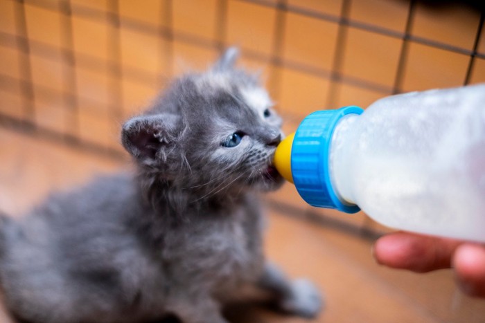 ケージの中でミルクを飲む子猫