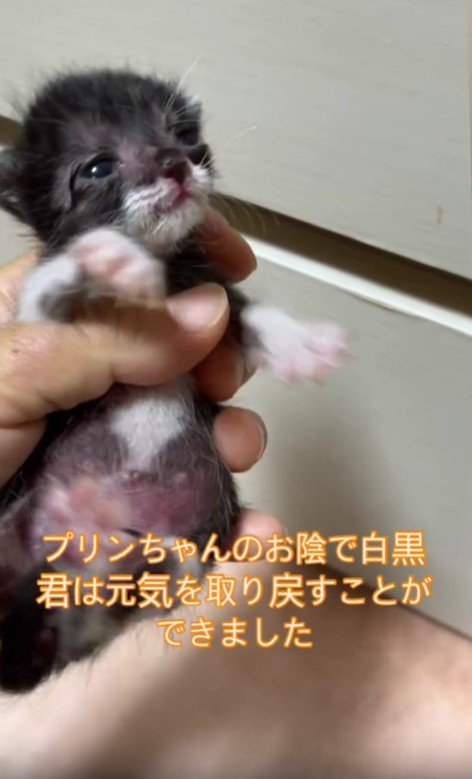 手の中の子猫