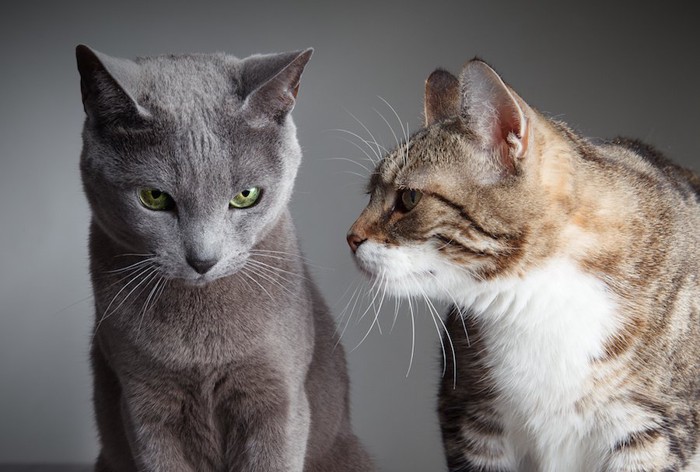 隣の猫を見る猫と固まる猫