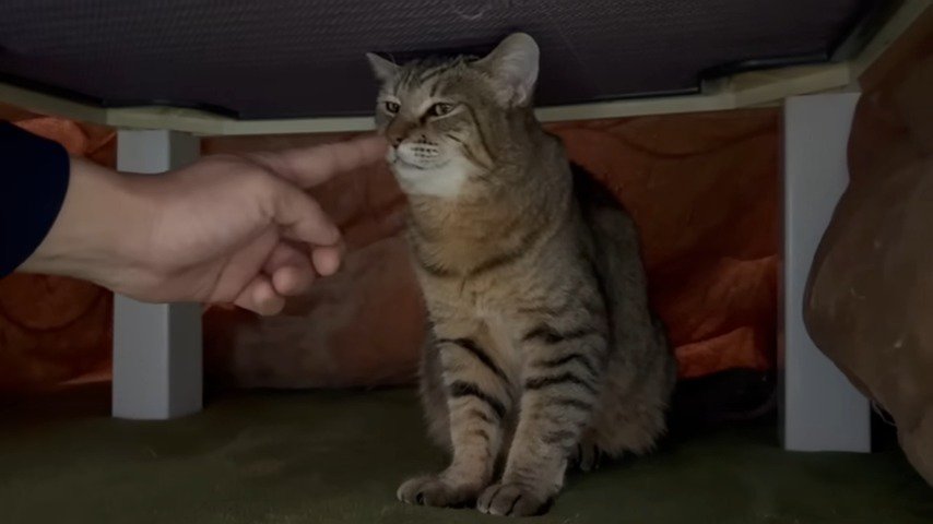 指の匂いを嗅ぐ猫