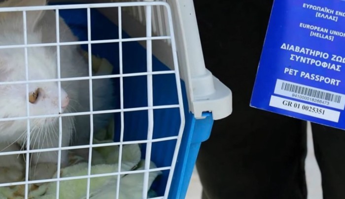 ケージに入った白猫とペットパスポート