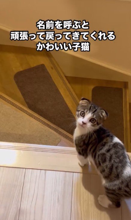 振り返る子猫