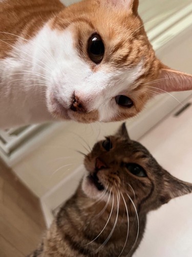 2匹の猫