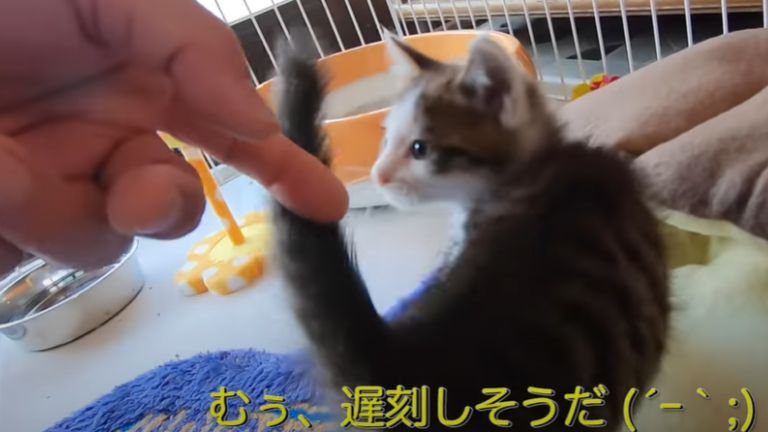 飼い主に撫でられている子猫