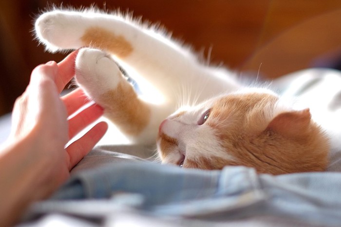 寝転んで飼い主の手にタッチする猫