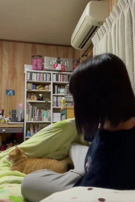 ベッドに入る猫と飼い主
