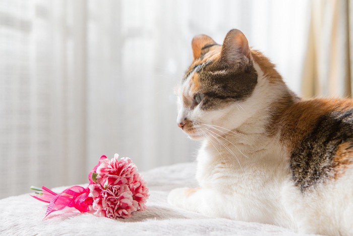 造花を見つめる猫