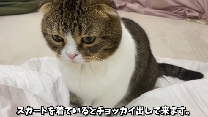 座る猫