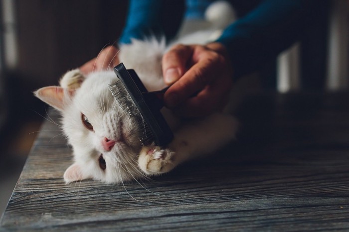 ブラッシングされている猫