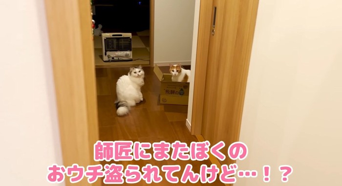 見つめる二匹の猫