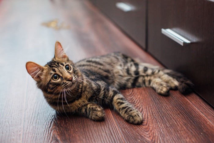 寝転がりながら上を向く猫