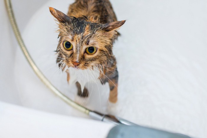 お風呂に入る猫