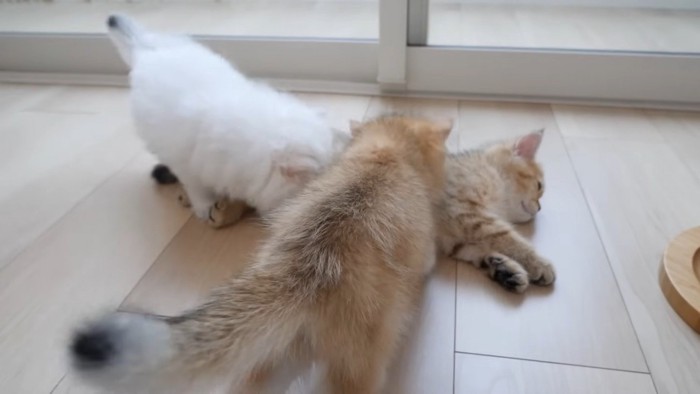 寝そべっている子猫に集まる2匹の子猫
