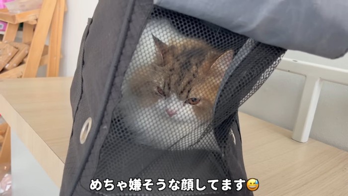 キャリーの中にいる猫