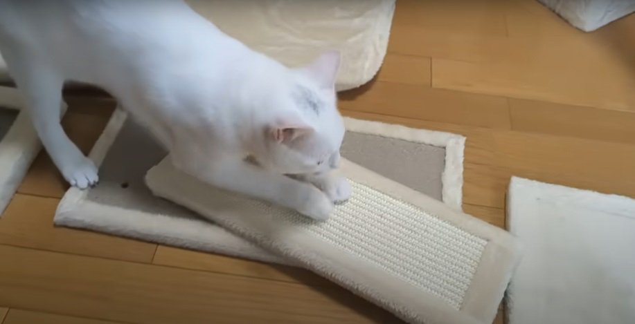 爪を研ぐ猫