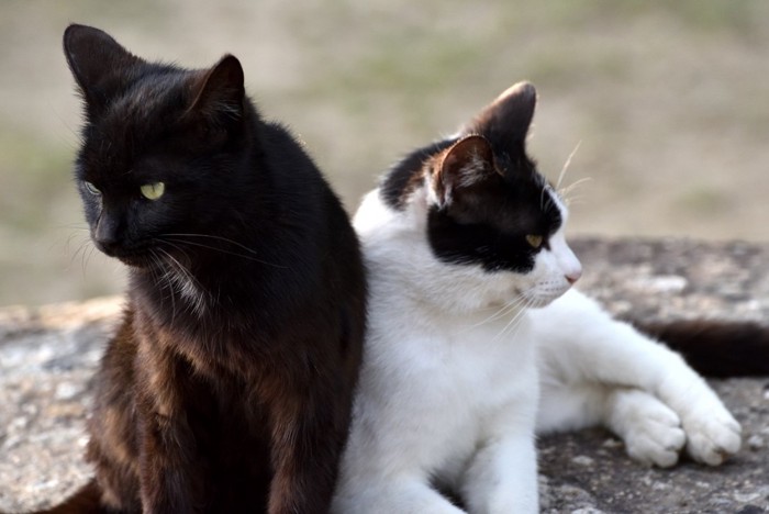 顔を背ける猫たち