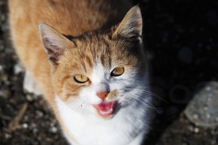 子猫のサイレントニャー