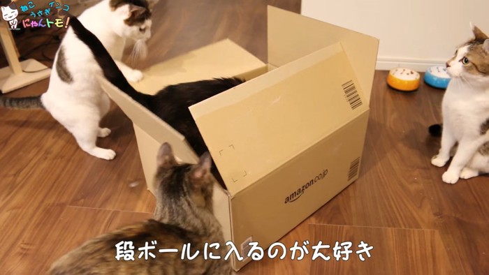 ダンボールに入る猫たち