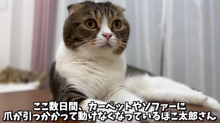 寝そべる猫