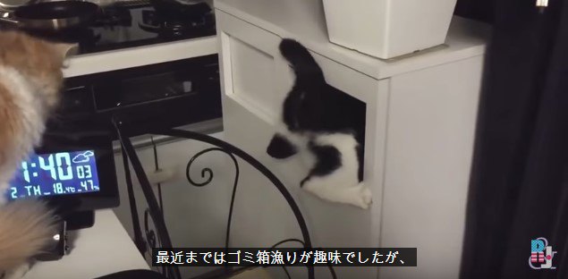 ゴミ箱に入るポキ