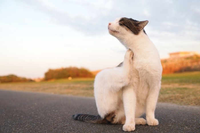 かゆそうにする猫