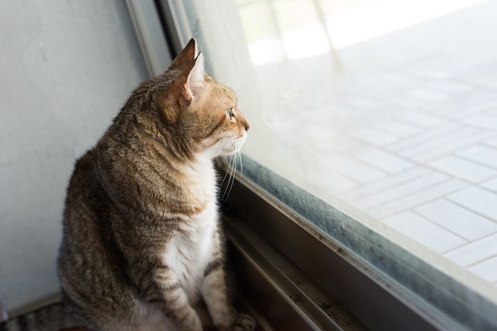 ドアの前に座って待つ猫