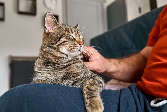 膝の上で目を瞑る猫