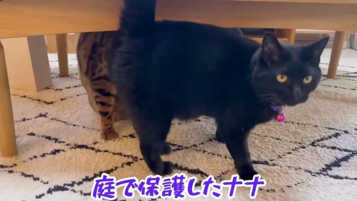 立っている黒猫