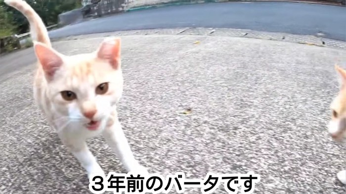 子猫