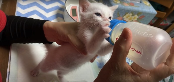 真剣な表情で哺乳瓶からミルクを飲む子猫