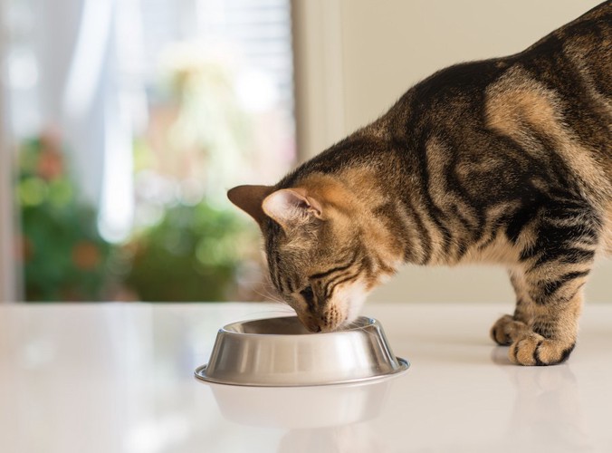 ご飯を食べている猫の横顔