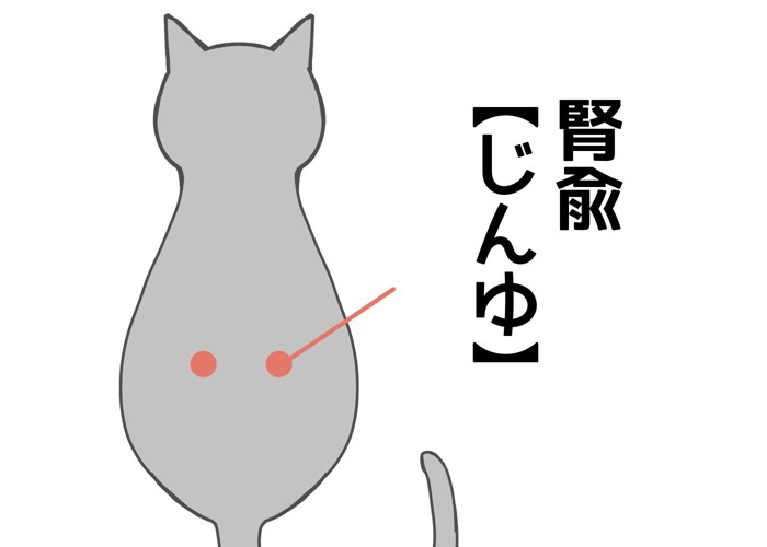 猫の腎兪（じんゆ）の位置