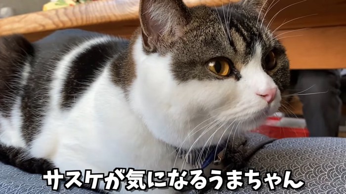 香箱座りの猫