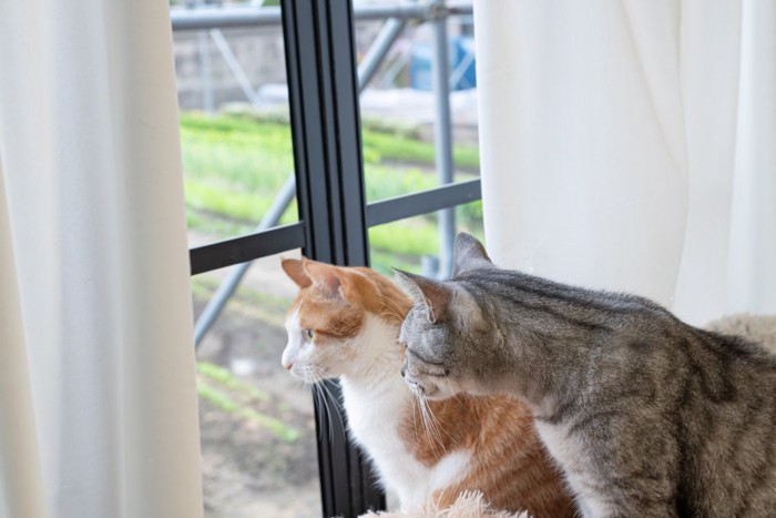 窓の外を眺める可愛い二匹の猫
