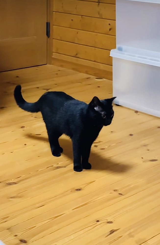 フローリングに立って飼い主さんから目を逸らす黒猫