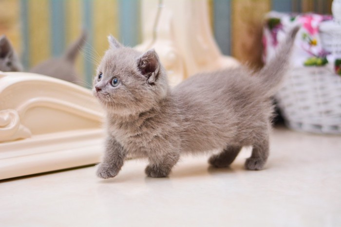 鏡の前を歩くマンチカンの子猫