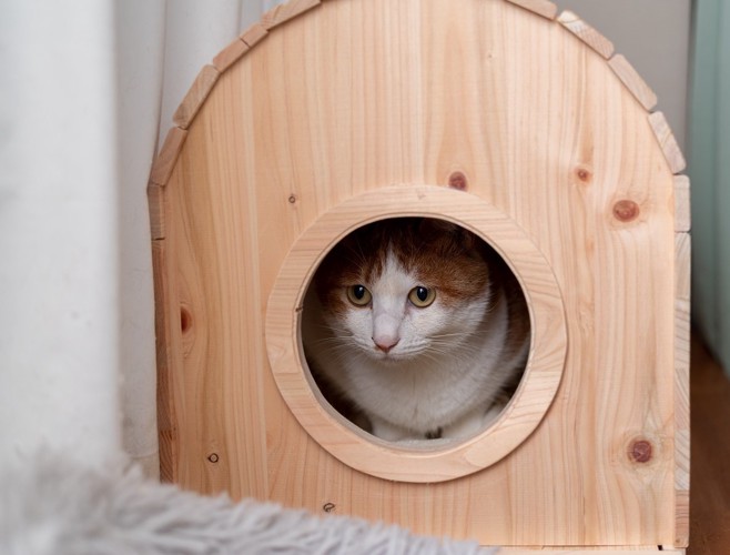 小屋に隠れる猫