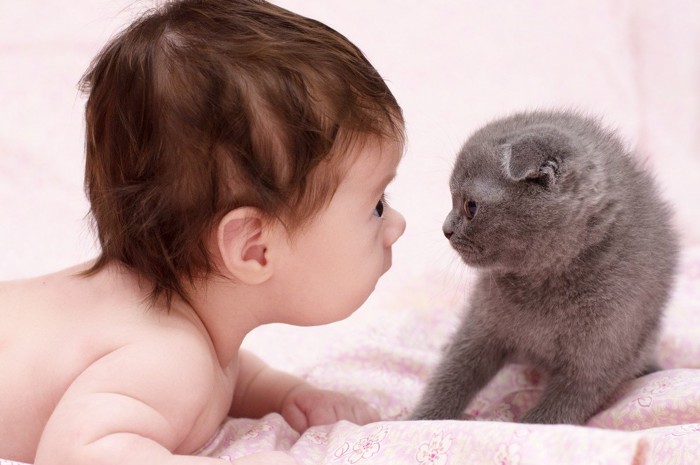 赤ちゃんと会って驚く猫