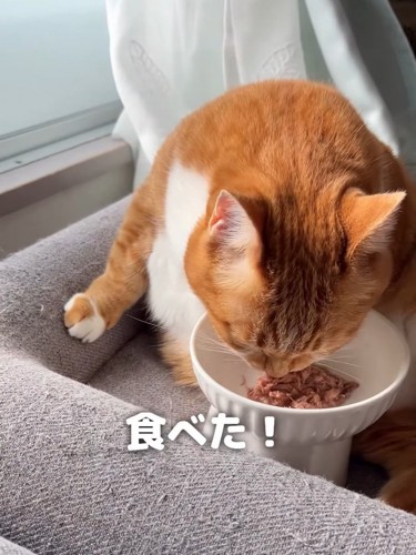 ごはんを食べる猫