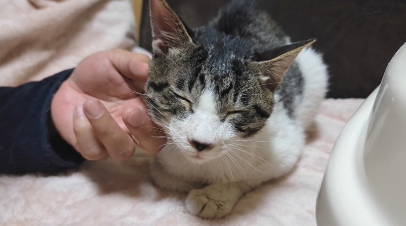 触られる子猫